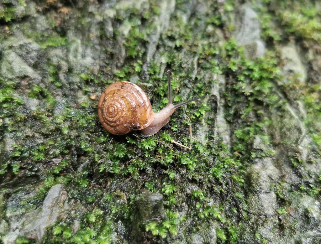 Aegista accrescens