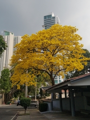 Handroanthus guayacan