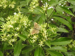Odontoptilum angulata