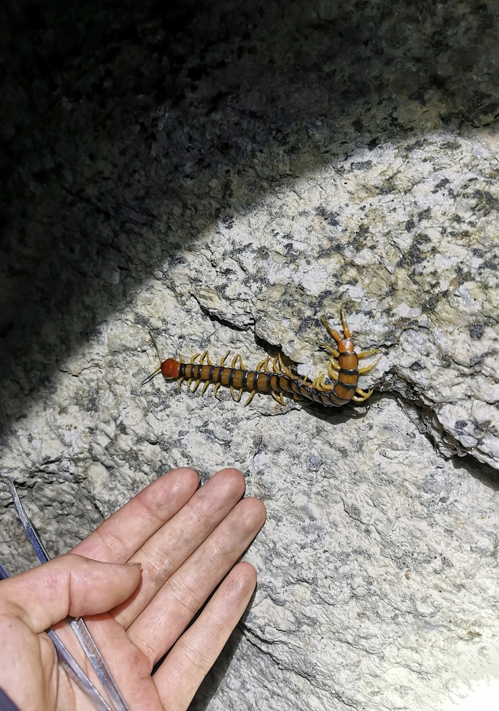 Scolopendra mazbii