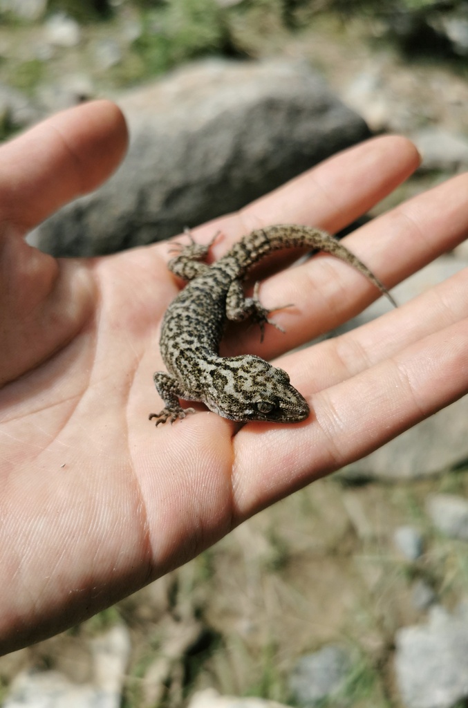 Nyemo Bent-Toed Gecko