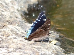Charaxes guderiana