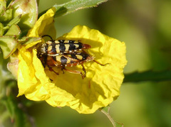 Typocerus sinuatus