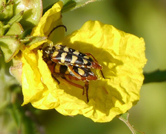Typocerus sinuatus