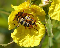 Typocerus sinuatus