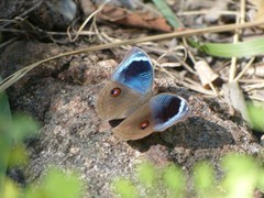 Junonia artaxia