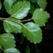 Red Beech - Photo (c) Aman Hunt, some rights reserved (CC BY-NC), uploaded by Aman Hunt