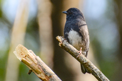 Slaty Bunting photo 2