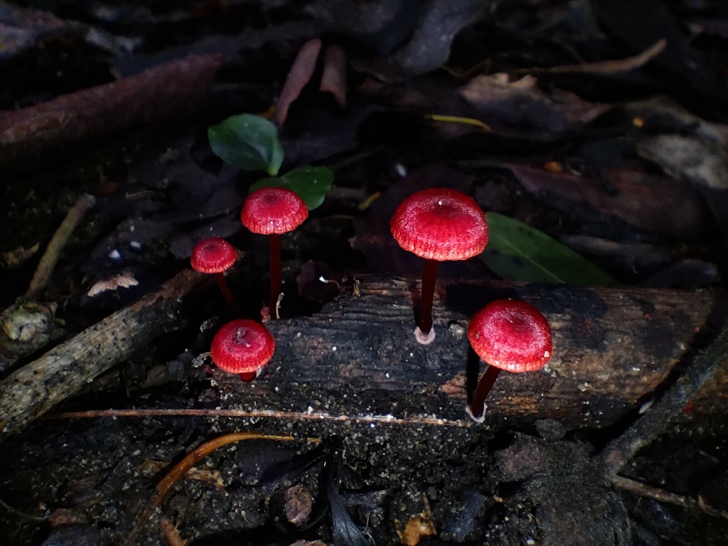 Ruby Bonnot ruby bonnet from Sydney NSW, Australia on January 17, 2024 at 02:09 PM ...
