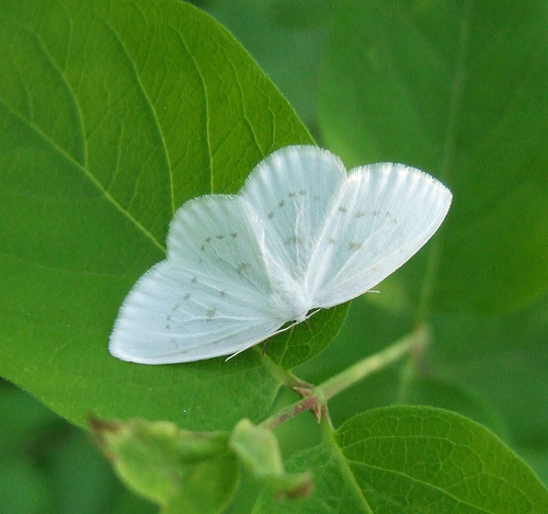 Eudeilinia