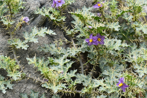 Solanum virginianum L.