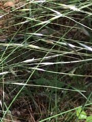 Piptochaetium avenaceum