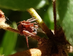 Parawixia audax