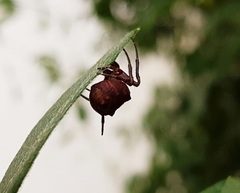 Parawixia audax