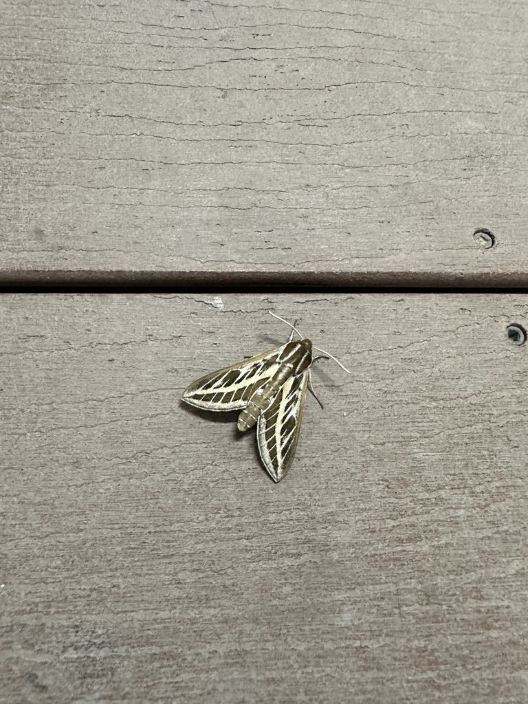 Australian Striped Hawk Moth In January 2024 By Sproosemoose INaturalist   Large 