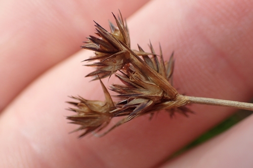 Image of Juncus sonderianus by (c) Oscar Dove, some rights reserved (CC BY)