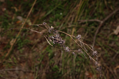 Image of Haemodorum austroqueenslandicum by (c) Greg Tasney, some rights reserved (CC BY-SA)