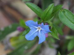Aegonychon zollingeri