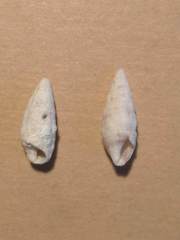 Cerithium columna