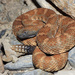 Panamint Rattlesnake - Photo (c) Yinan Li, some rights reserved (CC BY-NC), uploaded by Yinan Li