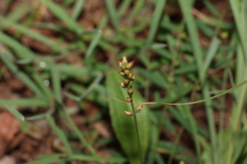 Image of Plantago debilis by (c) Greg Tasney, some rights reserved (CC BY-SA)