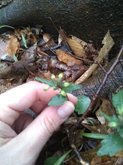 Cardamine douglassii