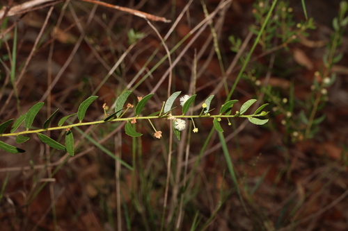 Image of Acacia hispidula by (c) Greg Tasney, some rights reserved (CC BY-SA)