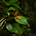 Aeschynanthus lasianthus W.T.Wang 4