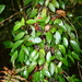 Aeschynanthus lineatus Craib 3