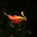 Aeschynanthus lineatus Craib 4