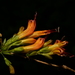 Aeschynanthus lineatus Craib 2