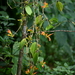 Aeschynanthus lineatus Craib