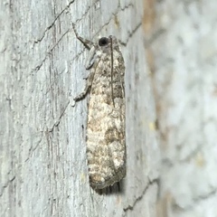 Retinia gemistrigulana