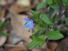 Aegonychon zollingeri
