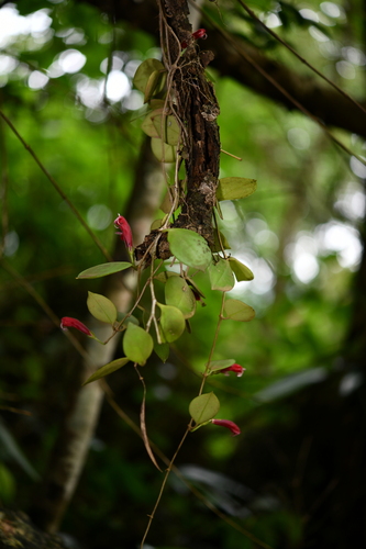 Aeschynanthus micranthus