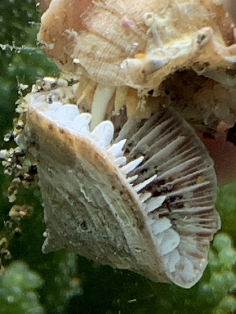Latiaxis mawae