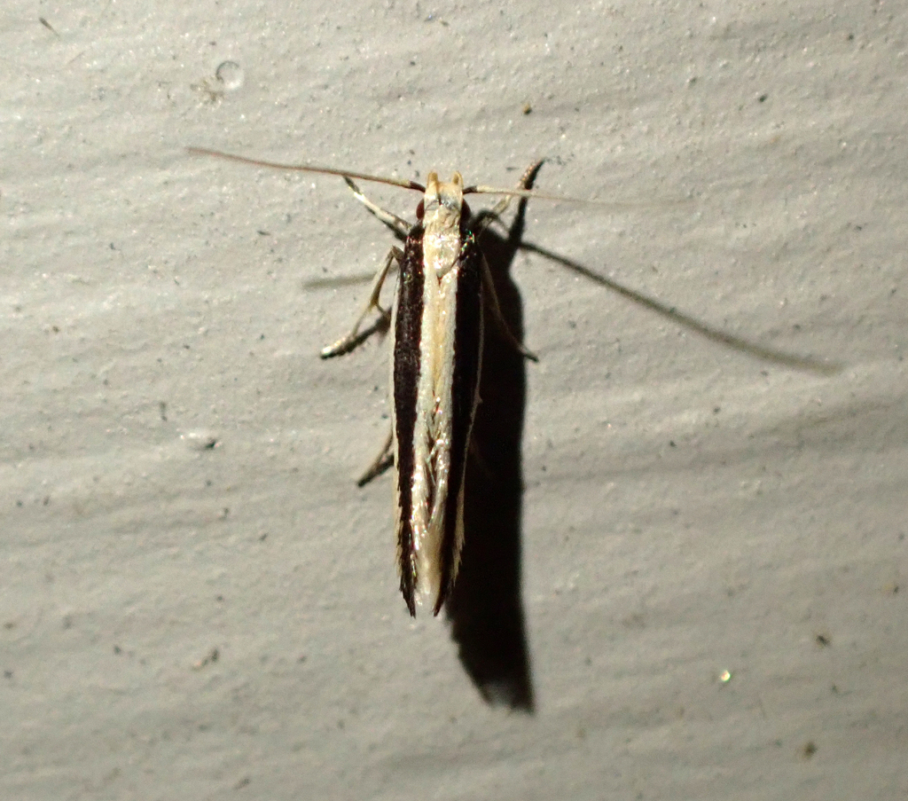 Labdia argophracta