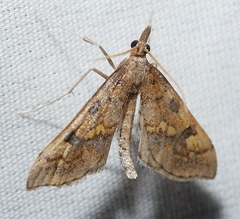 Choristostigma elegantalis