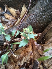 Cardamine douglassii