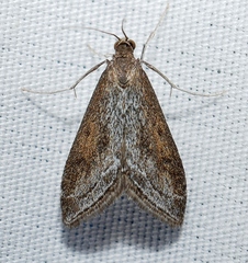 Pyrausta napaealis