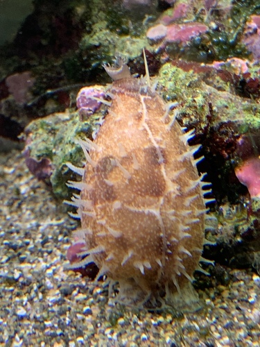 Cypraea pulchella observed 2024-01-26
