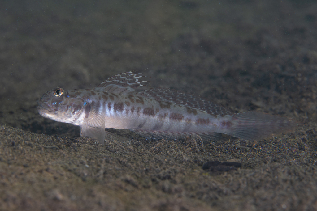 Speartail Mudgoby