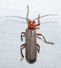 Pacificanthia consors