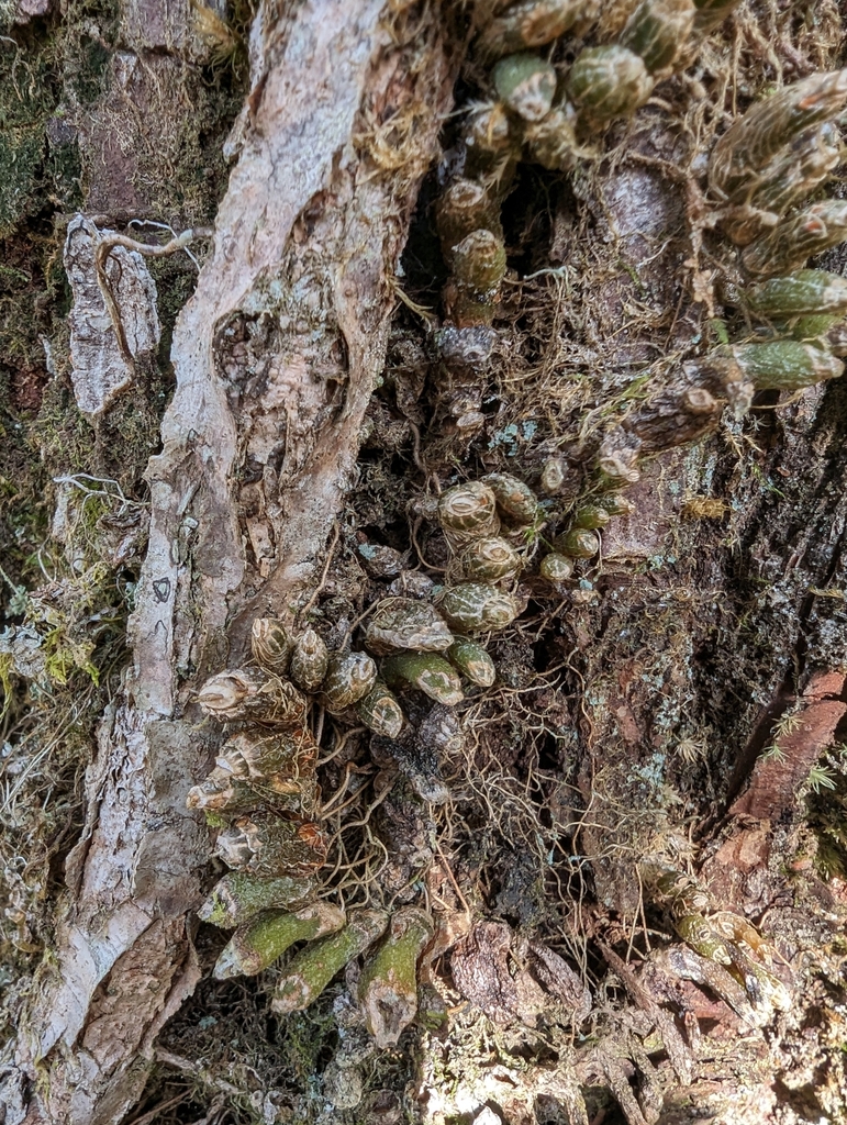 Pinalia japonica