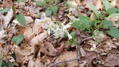 Cardamine concatenata