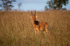 Alcelaphus buselaphus lelwel