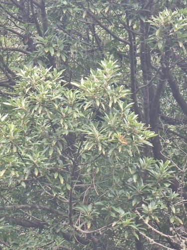 Image of Persea indica by (c) Vítor Jorge, some rights reserved (CC BY)