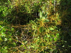 Cuscuta indecora