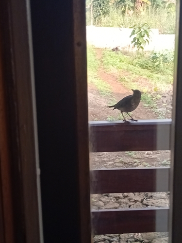 Sao Tome Thrush (Turdus olivaceofuscus), photo 4
