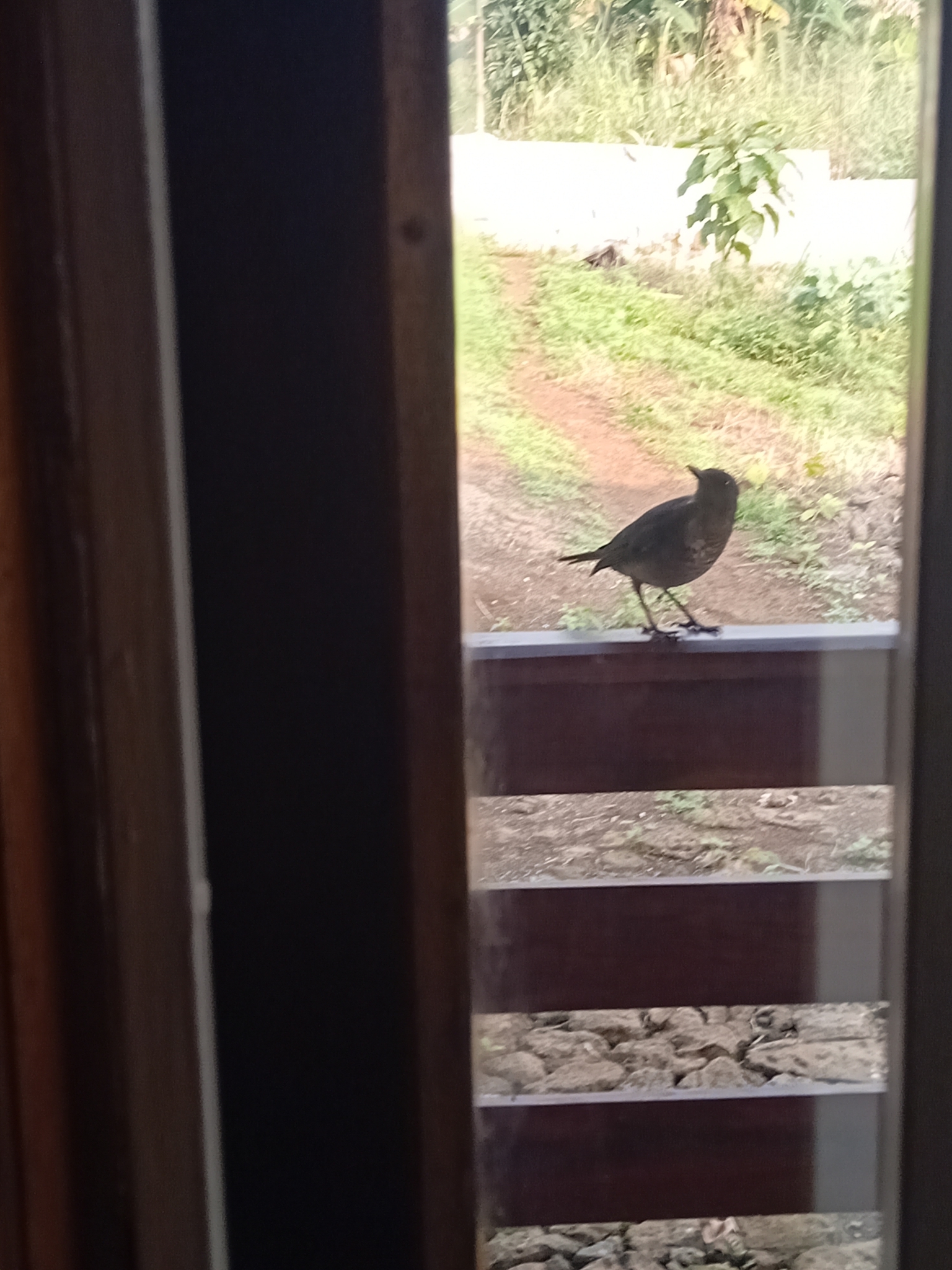 Sao Tome Thrush (Turdus olivaceofuscus), photo 8